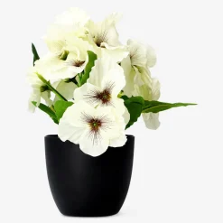 Pianta decorativa con fiori bianchi - 20 cm