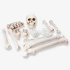 Set da scheletro